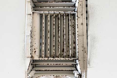 Mold, Mildew & Odors
